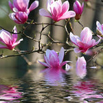 Magnolia Tree Live Plant 6-12 Inch Height, Fragrant Magnolia Plant Live to Grow, Magnolia Bush Flowers (Jane Magnolia)