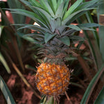 2 Pineapple Plants Live to Grow 5 to 8 Inch Tall, Sweet Pineapple Fruit Tree Live Plant for Outdoor (Sugarloaf Pineapple)
