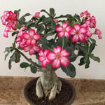 Desert Rose Plant Live, Adenium Desert Rose Plant Live, Perennial Flower Plants, 4-7 Inch Tall (Pink)