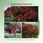 2 Multi Varieties Poinsettia Plants Live, Dwarf Red Poinsettia Flowers for Holiday Christmas Gift, Decoration Houseplant 5-10" in Tall, No Pot