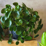 Money Plant, Pilea Peperomioides Plant Live, 5 to 7 Inches Tall, Money Live Plant for Garden