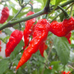 Pepper Plant Live for Planting, Hot Pepper Plant, 4-6 Inc Tall, 4 Inc Pot, High Yield Peppers Seedling for Backyard Vegetable Garden