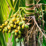 Palm Tree Live Plant Indoor Outdoor, Rare Succulent Palm Houseplant for Indoor or Outdoor Growing, 1 Gallon Pot, Green Leaves Yellow Flowers