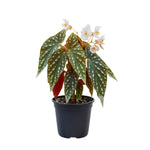 Begonia Plant Live, Colorful Begonia Plants 4-8 Inches, Decorative Houseplant for Indoor Outdoor Gardens and Containers (White Polka Dot Foliage)