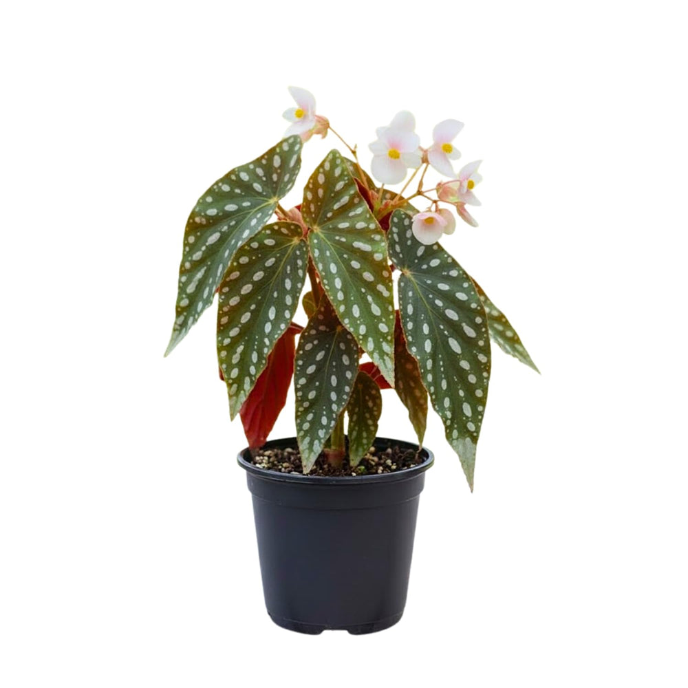 Begonia Plant Live, Colorful Begonia Plants 4-8 Inches, Decorative Houseplant for Indoor Outdoor Gardens and Containers (White Polka Dot Foliage)