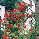 Climbing Rose Live Plant Well Rooted, No Leaf, Ready to Plant Indoor Outdoor, Climber Rose Bush, Hybrid Tea Rose Like, Very Fragrant, Long Bloomer (Don Juan)