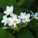 Plumeria Plant Live, 2-3 Feet Tall in 1 Gallon Pot, Frangipani Flowering Tropical Plant (White Plumeria)