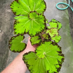3 Packs River Begonia Angel Wing Maculata Live Plants, 5-9 Inch Tall, Indoor Outdoor Polka Dot Begonia