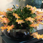 Live Yellow Christmas Cactus Live Plant 4–6 Inches Tall, Winter Blooming False Thanksgiving Cactus Well Rooted, Flowering Houseplant for Home and Office