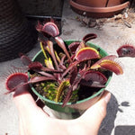 Set 3 Venus Fly Traps Live Plant, Starter Plants Ready for Outdoor Terrarium Garden, Red Color