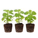 Set 3 Green Cuban Oregano Plants Live Mexican Mint Plant, Spanish Thyme Starter Plants from 4 Inc in Height, Fragrant Herb Well Rooted