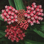 4 Deep Red Milkweed Plants Live, Butterfly Milkweed Asclepias Tuberosa, Tropical-Style Blooms for Outdoor Gardens, 4-9" Height, No Pot