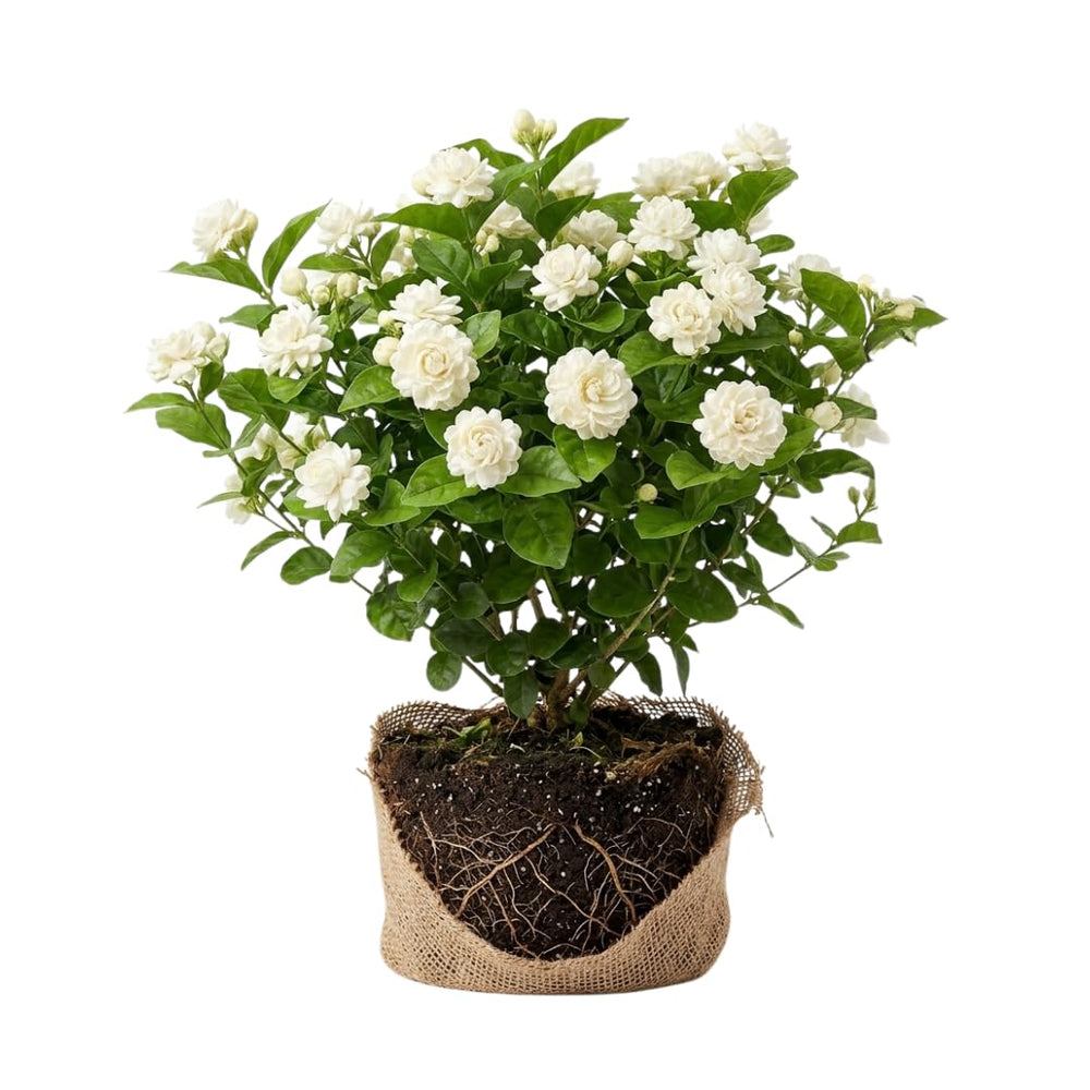 Duke Jasmine Live Plant – Climbing White Flower Vine, Fragrant Indoor & Outdoor 4-6” Tall Decorative Plant