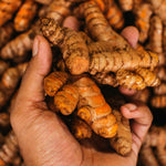 Pack 10 Turmeric Root, Fresh Yellow Turmeric Roots, Curcuma Longa Ginger Roots for Planting or Culinary, Suited for Zones 8 to 11