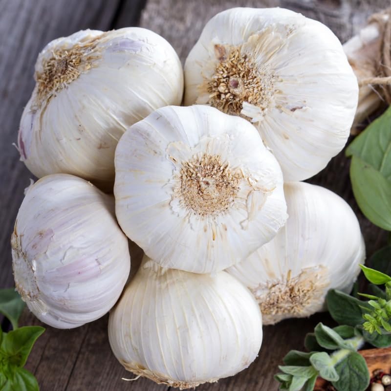 1 Pound Garlic for Planting in Spring Softnec Hardneck, 5-6 Music Garlic Bulbs for Planting, Fresh and High Yield Bulb Variety Pack, Hardy and Fast Growing
