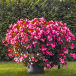 2 Live Begonia Angel Wing Maculata Set, Size 5-9 Inch Tall, Rose Bronze Leaf Polka Dot Begonia Plants, Indoor Outdoor Decorative Houseplants