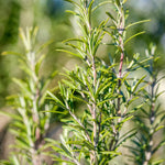 Live Rosemary Plant, Rosemary Herb, Perennial Herb Plant, 4 Inch Pot for Planting