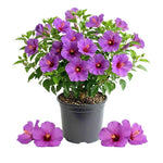 Set of 7 Purple Hibiscus Cuttings, Hibiscus Flowers Plants, Tropical Flower Plant for Outdoor Gardening