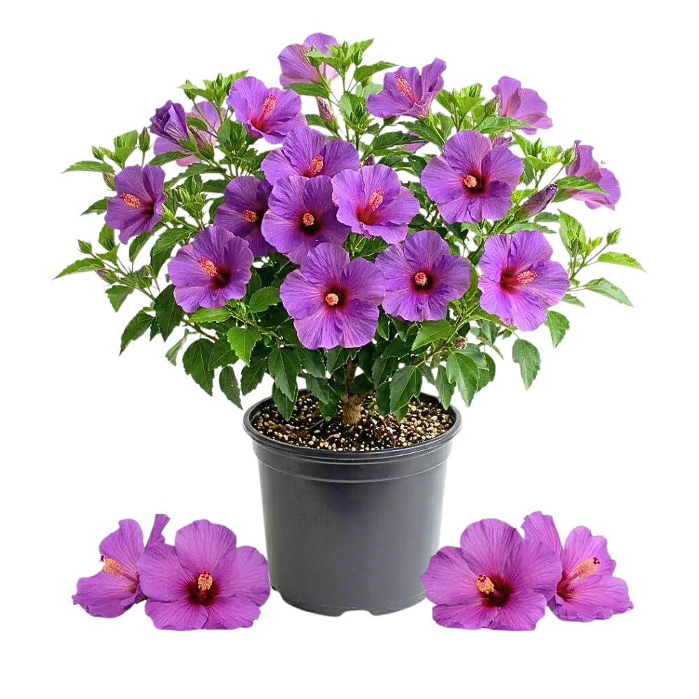 Set of 7 Purple Hibiscus Cuttings, Hibiscus Flowers Plants, Tropical Flower Plant for Outdoor Gardening