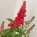 Pack 2 Butterfly Bushes Live Plant, Fragrant Buddleia Bush Shrub, 4 to 9 Inch Tall (Red Blooms)