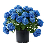 Blue Hydrangea Bush Live Plant, Hardy Flower Shrub, 1-1.5 Ft Tall