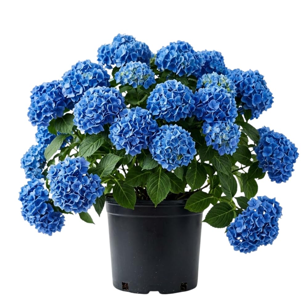 Blue Hydrangea Bush Live Plant, Hardy Flower Shrub, 1-1.5 Ft Tall