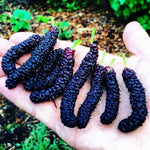 Pack 3 Mulberry Tree Live Plant for Growing 4 to 8 Inch Tall, Dwarf Everbearing Mulberry Bush Live Plant, Mulberry Plant Live Home Garden (Pakistan Mulberry)
