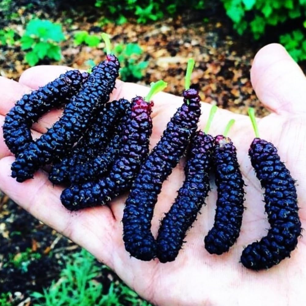 Pack 3 Mulberry Tree Live Plant for Growing 4 to 8 Inch Tall, Dwarf Everbearing Mulberry Bush Live Plant, Mulberry Plant Live Home Garden (Pakistan Mulberry)