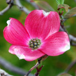 Pack 2 Pink Dogwood Trees for Planting Outdoors, 6 to 12 Inc Tall Pink Flowering Dogwood Trees Live Plants in 2.5" Pot, Cold Hardy, Well Rooted