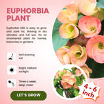 2 Euphorbia Milii Salmon Crown of Thorns Plant Live, Cold Hardy Succulent Houseplant 4-7" Tall with Constant Blooms