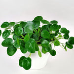 Set 6 Pilea Peperomioides Plants Live, Live Pilea Peperomioides Plants, 3 to 5 Inc Long, Money Plants Live, Money Plants Pot, Pilea Peperomioides Live Plant