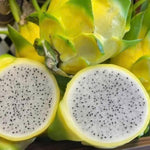Set of 2 Yellow Dragon Fruit Plants Live, Live Dragon Fruit Plant, Between 4 and 6 Inches Tall, Dragon Fruit Live Plant for Garden, Dragon Fruit Tree Live Plant