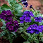 Set of 2 Live Purple Verbena Plants, Hardy Verbena Flowers, 4-8 Inches Tall, Ready for Planting