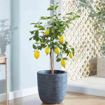 Set 2 Meyer Lemon Trees Live Plants, Size 2-4 Inch Tall, Fragrant Citrus Live Plant in 4" Pot, Yellow Lemon Fruit Seedling, White Flowers
