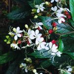 Pack 4 Clerodendrum Bleeding Heart Plants Live, 5-10 Inch Tall, Clerodendrum Bleeding Heart Vine, Bell Shaped Flowers (Clerodendrum Wallichii Smithianum)