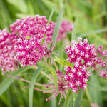 2 Pink Milkweed Plants Live, 5-8 Inch Tall, Butterfly Milkweed Asclepias Tuberosa Plant for Perennial Flower