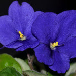 Blue African Violet Plant Live, Blue Violet Flower, 3-5 Inches Tall