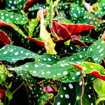 2 Live Begonia Angel Wing Maculata Set, Size 5-9 Inch Tall, Polka Dot Begonia Plants, Indoor Outdoor Decorative Houseplants