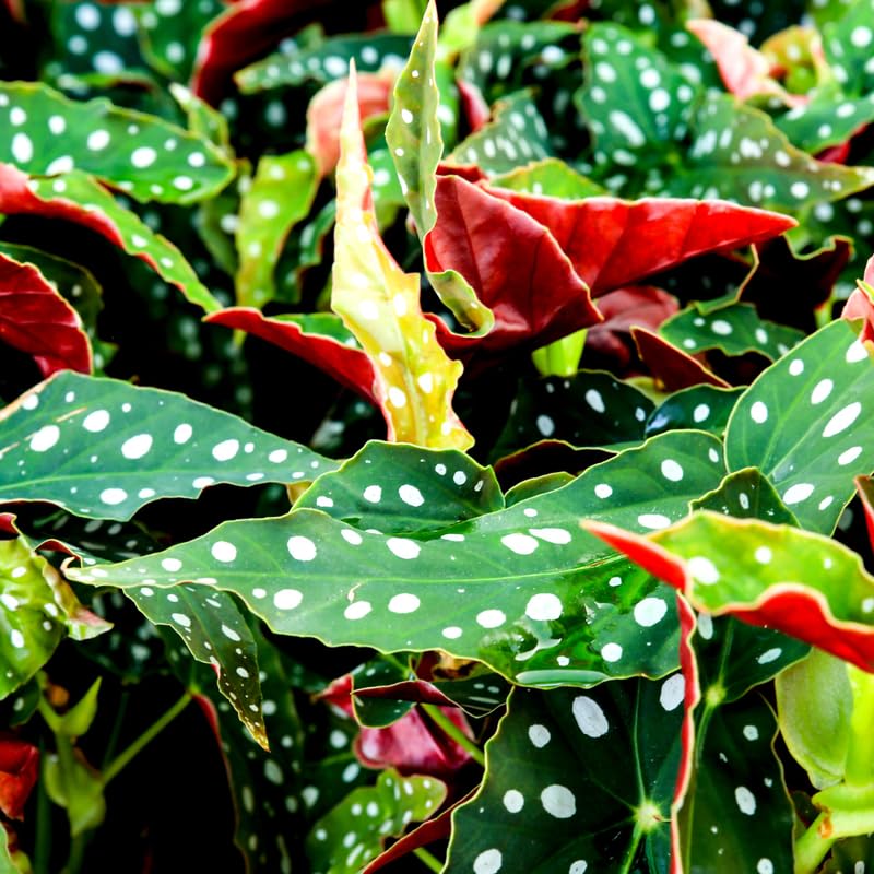 2 Live Begonia Angel Wing Maculata Set, Size 5-9 Inch Tall, Polka Dot Begonia Plants, Indoor Outdoor Decorative Houseplants