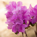Live Azalea Plant, Hardy Rhododendron Flowering Shrub, 10 Inches Tall for Growing (Purple)