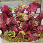 Nepenthes Pitcher Plant Pots Live Plants, Purple Pitcher Nepenthes for Terrariums Backyard Gardens, Size Starter 8 Months Old for Easy Planting Indoor Outdoor