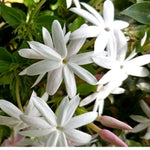 2 White Jasmine Plant Live, Jasmine Flower Plants, 5 to 7 Inc in Height Indoor Outdoor Garden