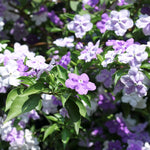 Sets 2 Change Color Live Brunfelsia Plants 5-8" Tall - Yesterday Today Tomorrow Flowering Shrub for Indoor and Outdoor, Multi-Colored Flowers