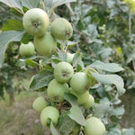 Green Apple Tree Live Plant, 2-3 Feet Tall Fruit Tree