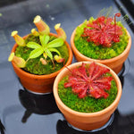Mix of 6 Pitcher Plant Nepenthes, Green, Red Fly Trap Live Plants, Easy to Grow Tropical Collection, Starter Size, Each Type 2 Plants