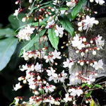 2 Clerodendrum Wallichii Plants Live, Chains of Glory Vine Light Bulbs Plant 4-8 Inches for Growing Indoor Outdoor, Smithianum Clerodendrum