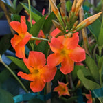 2 Orange Dipladenia Bushes Flower Plants, Pink Flowering Plants, 4-8 Inches, Outdoor Growing