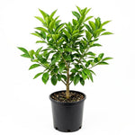 Satsuma Mandarin Tree Live Plant in 1 Gallon, Citrus Fruit Tree, Sweet Mandarin Orange Plant, Easy Growing Sweet Fruit Plant for Patio and Garden
