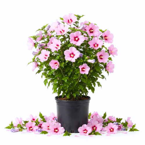 Pink Rose of Sharon Live Bush, Flowering Shrub, 6-13 Inch Tall