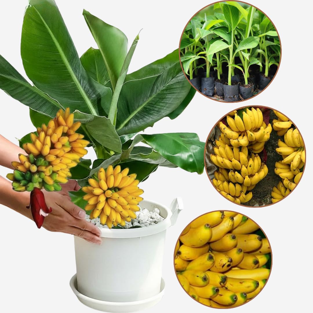 Banana Plant Live, Truly Tiny Banana Tree Live Plant, Hardy Banana Fruit Seedling 4 to 8 Inch Tall, Indoor Outdoor